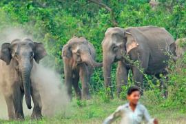 ওদালগুৰিৰ ভাৰত ভূটান সীমান্তত পুনৰ বন্যহস্তীৰ উপদ্ৰৱ