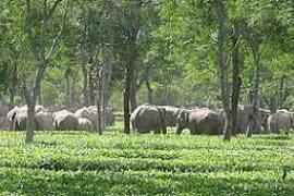 হাতী মানুহৰ সংঘাত