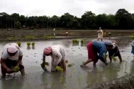 খেতি বিনে অসহায় অসমীয়া ! কণমানিৰ পৰা বৃদ্ধলৈ নামি পৰিছে খেতিত