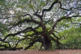 ক'ত সলনি হ'ল এই নক্সা