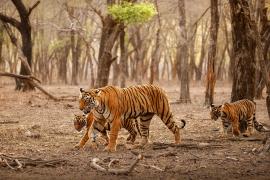 বিশ্বৰ মুঠ বাঘৰ ৭০ শতাংশই আছে ভাৰতত