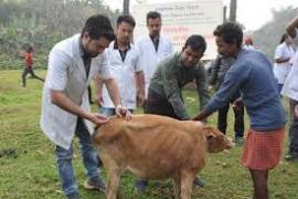 বাইহাটা চাৰিআলিত এক অচিন ৰোগত আক্ৰান্ত পশুধন 