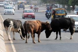 ৰাজপথত গৰু ছাগলী এৰাল দিয়াৰ আগত এতিয়াৰে পৰা সাৱধান। আপুনি ভৰিব লাগিব জৰিমনা