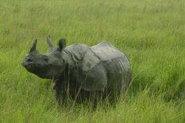  গ্ৰেপ্তাৰ গঁড় চিকাৰী 