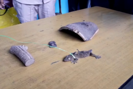 ৰ চাল, নখ, হৰিণৰ শিঙসহ কেকো সাপ উদ্ধাৰ 