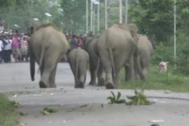 ধোদৰ আলিত অৱস্থান গজৰাজৰ 