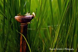 আজি বাপতিসাহোন হেঁ‌পাহৰ কাতি বিহু