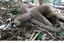বাঘজানৰ অগ্নিকাণ্ডৰ ফলতেই মৃত্যুৰ সন্দেহ
