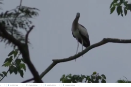 পৰিভ্ৰমী পক্ষী চৰাইৰ কলৰৱত মূখৰিতএখন গাওঁখন 