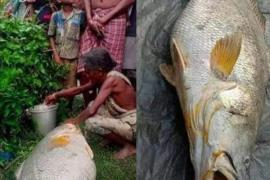 এটা মাছৰ জৰিয়তে নিশাটোৰ ভিতৰতে লাখপতি এগৰাকী মহিলা 