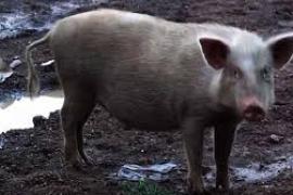 ছ'ৱাইন ফ্লুৰ সন্দেহত নিধন ১৪৪ টা গাহৰি 