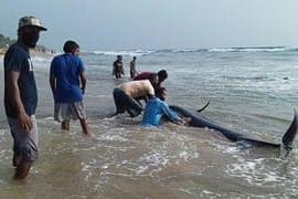 পানাডুৰা সাগৰৰ তৰাং পানীত আবদ্ধ হৈ পৰা প্ৰায় শতাধিক তিমিক 