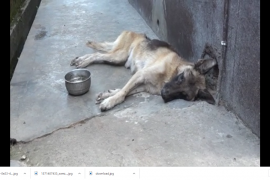 মটৰচাইকেল চুৰি কৰিবলৈ আহি পোহনীয়া কুকুৰ হত্যা 