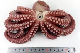  ৯ বাহুযুক্ত অক্টোপাছ আৱিস্কাৰ জাপানত