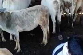 আৰক্ষীৰ চকুত ধূলি দি এচাম কমিচন লুভী মানুহৰ ছত্ৰ ছাঁয়াতে যেন চলি আছে গৰু ম‘হৰ চোৰাং সৰবৰাহ