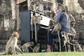 পিয়ানোৰ সুৰত নিজৰ ক্ষুধা পাহৰিলে কপিকুলে!