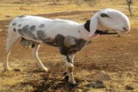 এটা বিশেষ ভেড়া/ দাম ৭০ লাখ!