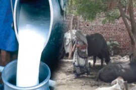  ভাৰতৰ এখন গাওঁ, য'ত গাখীৰ বিক্রী কৰাটো পাপ!