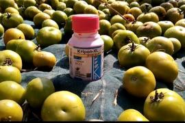 শাক-পাচলি ক্ৰয়ৰ নামত আপুনি নিতৌ কেনেদৰে কিনিছে বৰবিহ