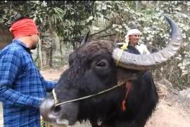  যুঁজাবলৈ সাজু গুৱাল