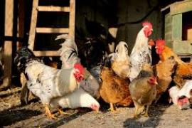 ক'ৰোনাৰ প্ৰভাৱ- পুনৰ হ্ৰাস পাইছে মাংসৰ দাম...চিন্তিত মূৰ্গী পালক