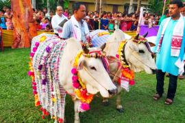 আজি গৰু বিহু