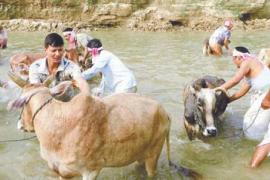  গৰুক গো-লক্ষ্মী হিচাপে জ্ঞান কৰি পুৱাই পূজা অৰ্চনা