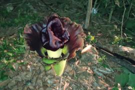 আমগুৰিত এইপাহ কি ফুল! আতংকিত ৰাইজ