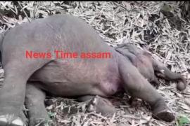 এটা হাতীৰ জাকৰ কৰুণ মৃত্যু