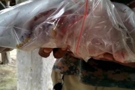 মানাহ ৰাষ্ট্ৰীয় উদ্যানৰ সন্তান সম্ভৱা মাইকী গড়ৰ মৃত্যু 