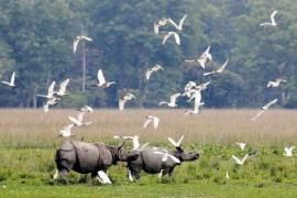 বন্ধ ঘোষণা ওৰাং ৰাষ্ট্ৰীয় উদ্যানত