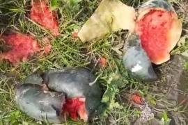 তৰমুজৰ খেতিত কৰ'ণাৰ ব্যাপক প্ৰভাৱ 