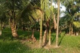 ক'ভিডে বিনষ্ট কৰিলে কৃষকৰ আশাৰ সপোন