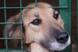 কোভিড প্ৰট’কল ভংগ কৰি কাৰাগাৰলৈ গ’ল কুকুৰ