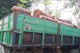 বনবিভাগৰ চোৰাংকাঠৰ কুণ্ডাভৰ্তি ট্ৰাক জব্দ