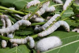 মুগা পালনেৰে এক লাখ টকা উপাৰ্জন ঢকুৱাখনাবাসীৰ !