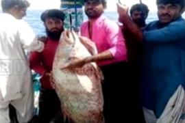 এটা মাছে ভাগ্য সলালে এজন মাছমৰীয়াৰ 