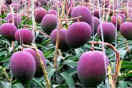 এক কেজি আমৰ মূল্য হ'লগৈ দুই লক্ষাধিক টকা 