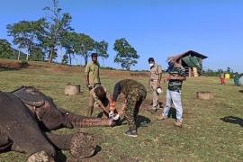 সিংহৰ পাছত এইবাৰ কৰ'ণাত আক্ৰান্ত ২৮টাকে হাতী