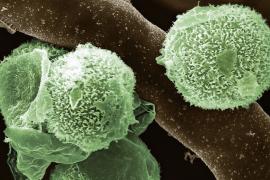 ক'লা, বগা আৰু হালধীয়া ভেঁকুৰৰ পিছত ভাৰতত এইবাৰ সেউজীয়া ভেঁকুৰ প্ৰথমটো ঘটনা 