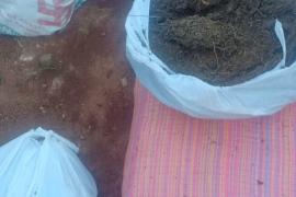 ৫০ কিলোগ্ৰাম গাঞ্জাসহ এজন ব্যৱসায়ীক গ্ৰেপ্তাৰ গড়চুক আৰক্ষীৰ 