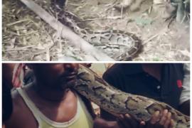 লখিমপুৰৰ চাৱতীৰ এখন বাঁহনিত উদ্ধাৰ কৰা হয় এই অজগৰটো