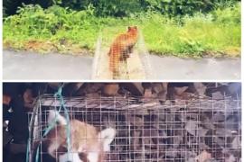  য়াৰগিয়াপ-চু নদীৰ কাষত দুজন যুৱকে উদ্ধাৰ কৰে এই দুষ্প্ৰাপ্য ৰেড পাণ্ডাটো