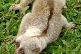 পশ্চিম কাৰ্বি আংলঙৰ খেৰণিত দুষ্প্ৰাপ্য লাজুকী বান্দৰ উদ্ধাৰ