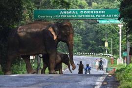 কাজিৰঙাৰ বন্য জীৱ–জন্তুসমুহৰ সুৰক্ষাৰ বাবে জাৰি কৰা হ'ল ১৪৪ ধাৰা 
