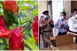 North-east's King chilli has become own in foreign countries