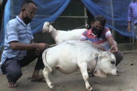 দুফুটীয়া গৰু 