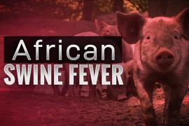 Swine Fever