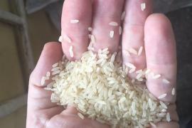 BPL families allege distribution of ‘plastic-type rice’ by Samabai Samity