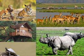 Kaziranga National Park opens for tourists